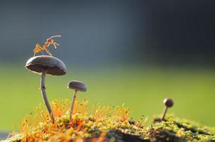 Weaver Ant On A Mushroom