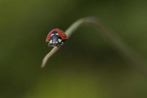 Early Spring Ladybird