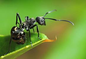 Ant photo