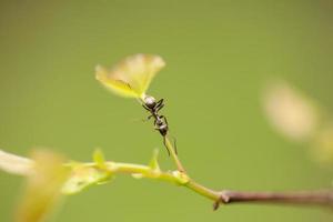 hormiga que se arrastra en la hoja del árbol redbud foto