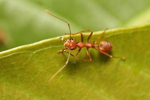 hormiga trabajando en el árbol verde