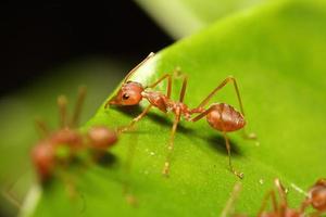pequeña hormiga roja trabajando en árbol