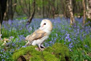 Barn owl in bluebell field photo