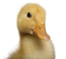 Close-up of Duckling, 1 week old, isolated on white background
