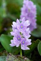 Purple water hyacinth flowers are blooming.