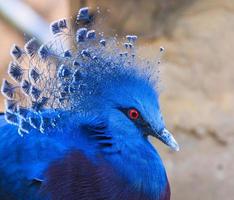 Victoria Crowned Pigeon or Goura victoria