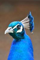 Blue head of peacock
