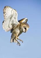 A common barn owl taking flight photo