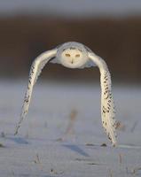 Flying Snowy Owl photo