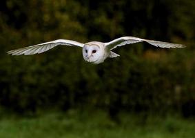 Barn owl with wings outstretched in flight against green photo