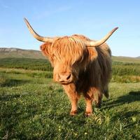 highland cow photo