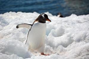 pingüino gentoo se dirige a la ciudad foto