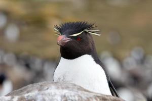curioso pingüino penacho amarillo foto