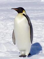 An emperor penguin in the snow photo