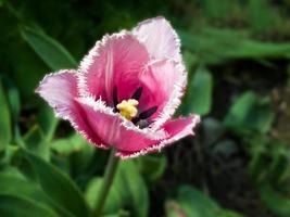 fringed tulip