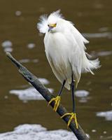 Snowy Egret in the Wind photo