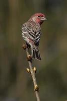 Red Breasted House Finch