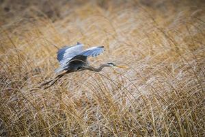 Great Blue Heron (Ardea herodias) photo