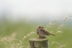 Meadow Pipit photo