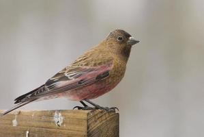 Brown-Capped Rosy-Finch photo