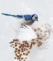 Blue Jay en invierno
