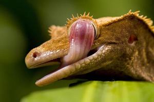 nuevo gecko caledonio foto