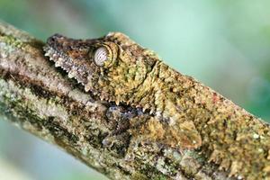 retrato lateral de gecko
