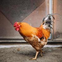 Brown red free chicken rooster in rustic farm photo