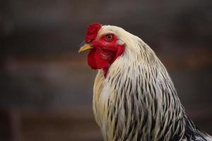 Portrait of rooster photo