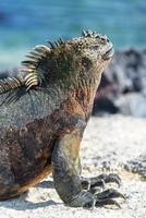 Iguana marina vertical en Galápagos foto