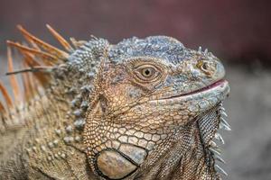 retrato de iguana foto
