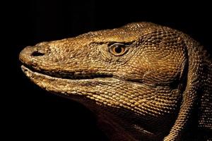 Dragon de Komodo foto