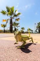 Juvenile Chameleon on a promenade in Andalusia, Spain