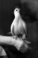Portrait of white dove photo