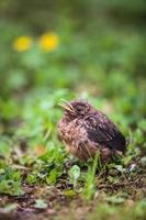 Baby Common Blackbird photo