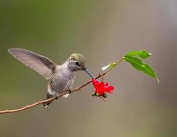 colibrí foto