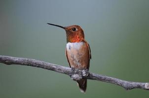 Male Rufous Hummingbird photo