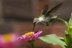 Feeding Hummingbird photo