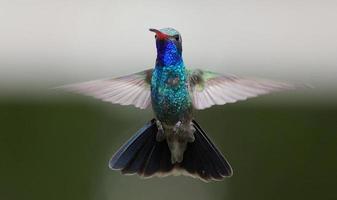 Broad-billed Hummingbird photo