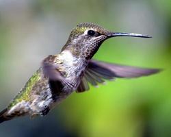 colibrí en vuelo