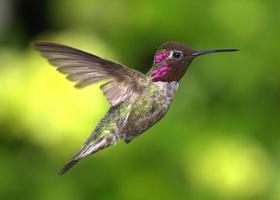 Hummingbird in Flight, Green Blurred Background photo