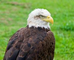Águila calva - Bald eagle