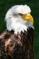 Bald eagle - Haliaeetus leucocephalus photo