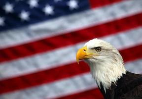 águila calva y bandera americana foto
