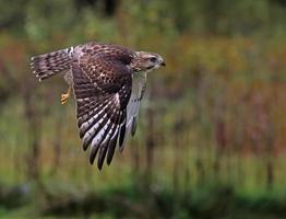 Flying Broad-winged Hawk photo