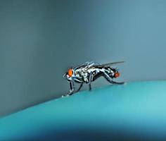 Housefly fly.