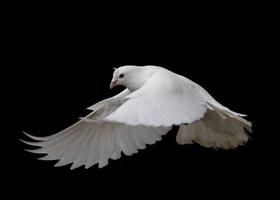paloma blanca volando foto