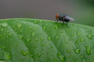fly on a leaf photo