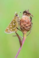 Silver-spotted Skipper photo