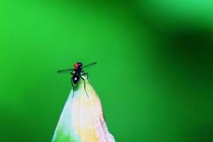 small black fly photo